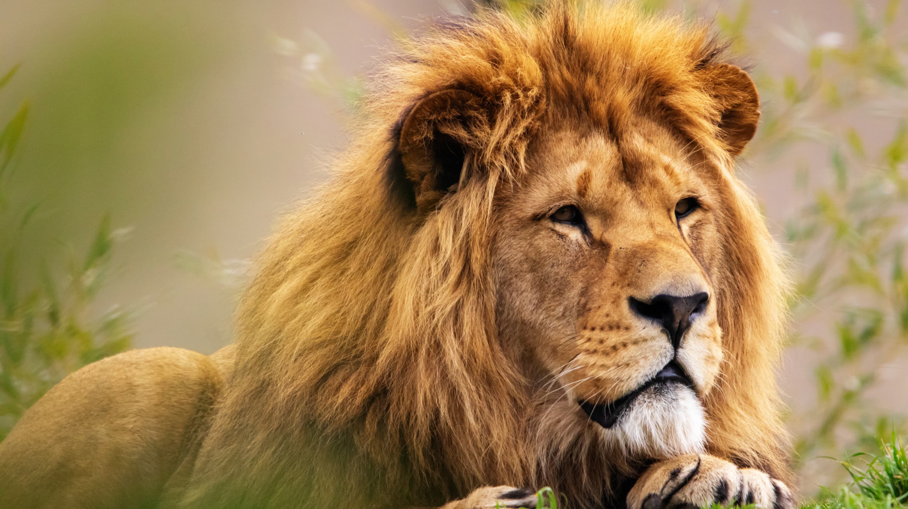 Lion au repos, au Parc Animalier d’Auvergne