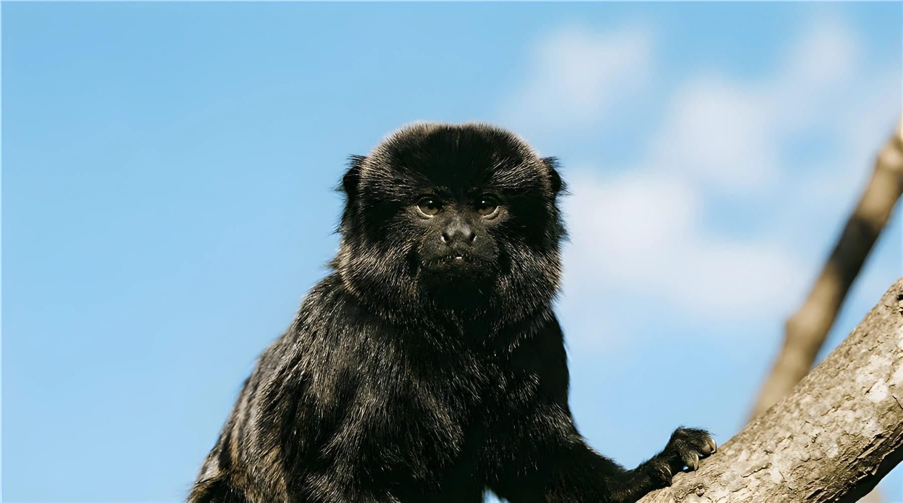 Tamarin de Goeldi sur une branche, au Parc Animalier d’Auvergne