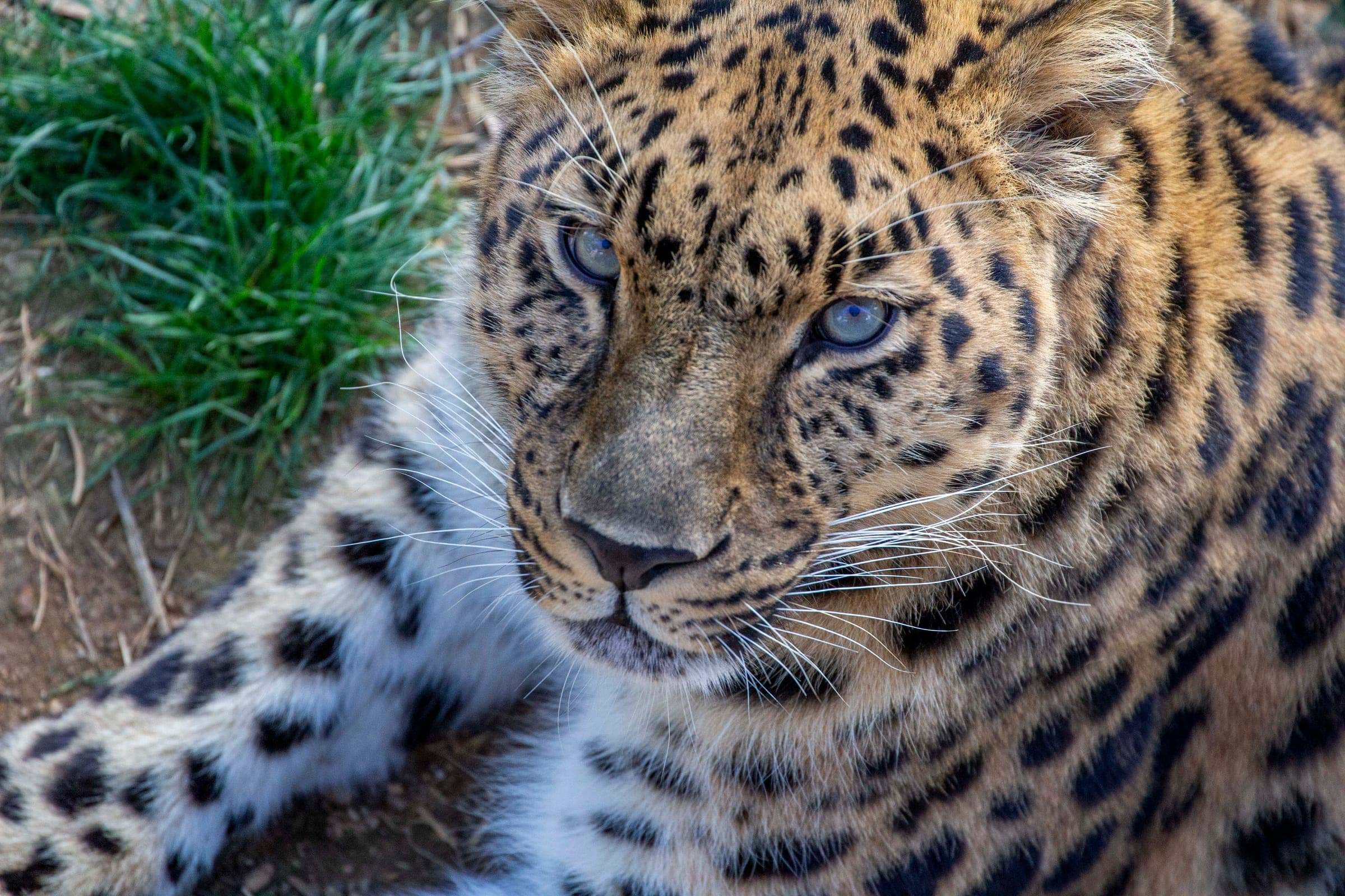 Panthère de l’Amour, au Parc Animalier d’Auvergne
