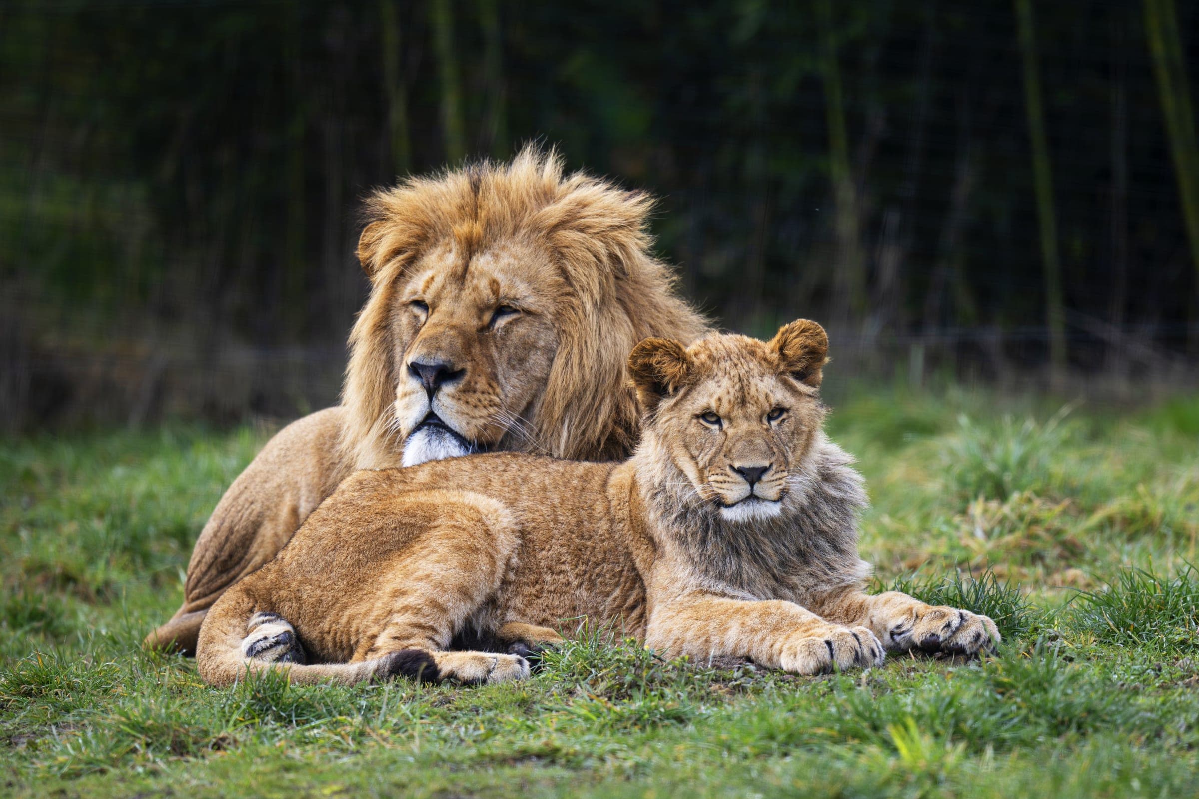 Un lion et un jeune lion couchés dans l’herbe, au Parc Animalier d’Auvergne