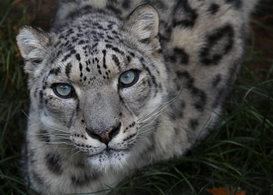 Panthère des neiges au Parc Animalier d’Auvergne