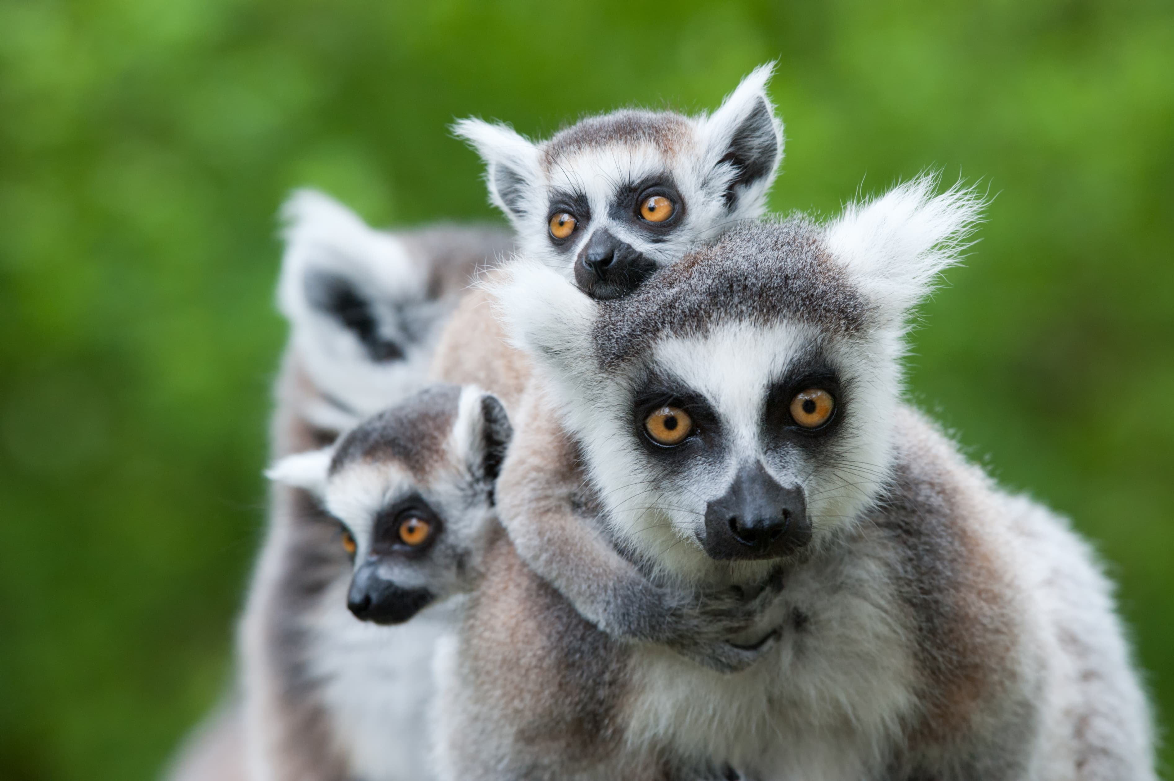 Famille de makis cattas, au Parc Animalier d’Auvergne