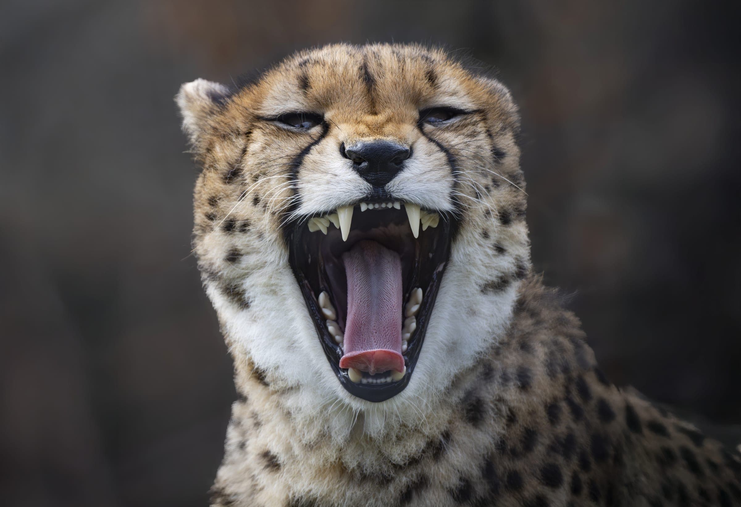 Guépard, au Parc Animalier d’Auvergne