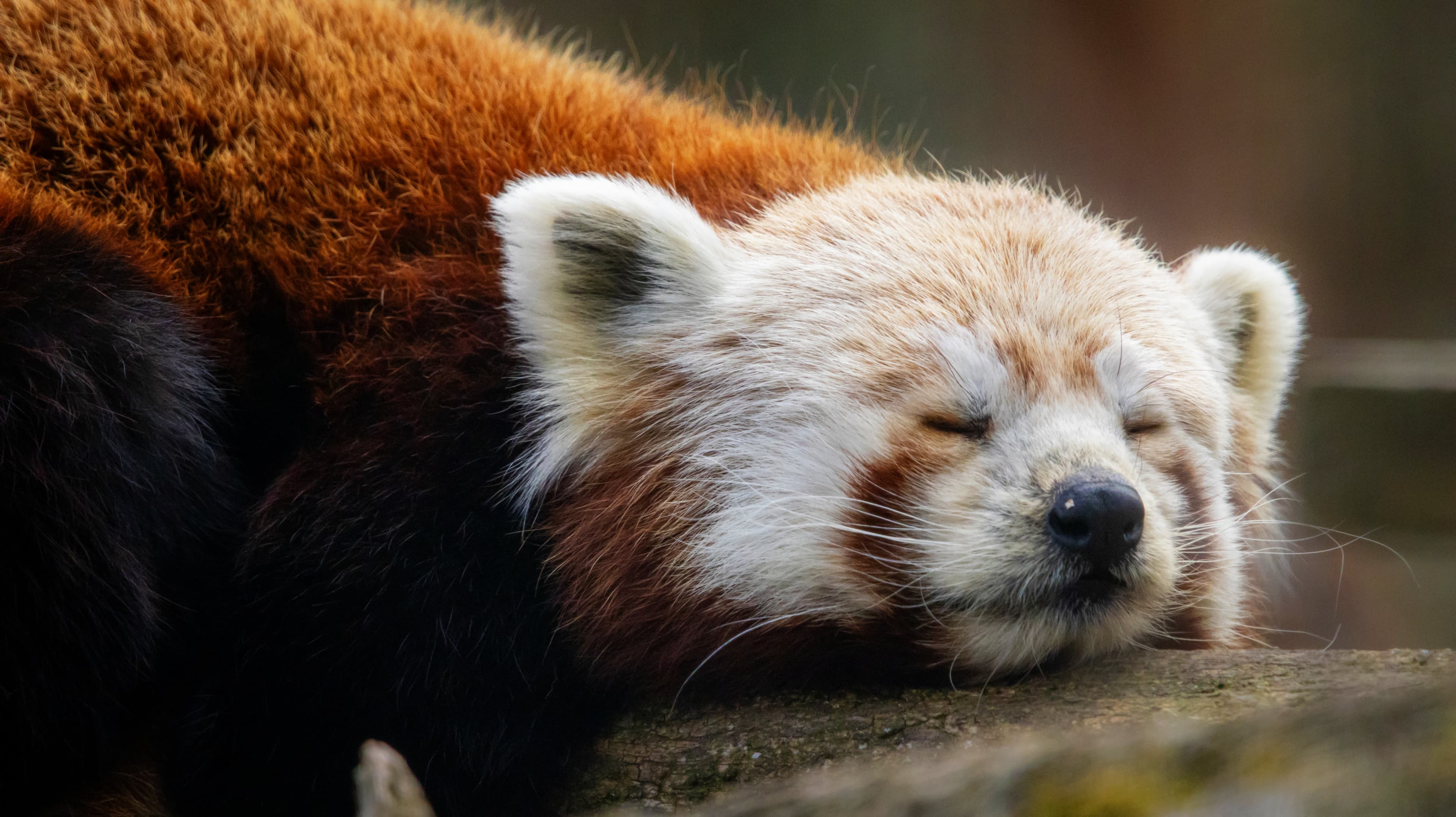 Panda roux endormi sur une branche, au Parc Animalier d’Auvergne