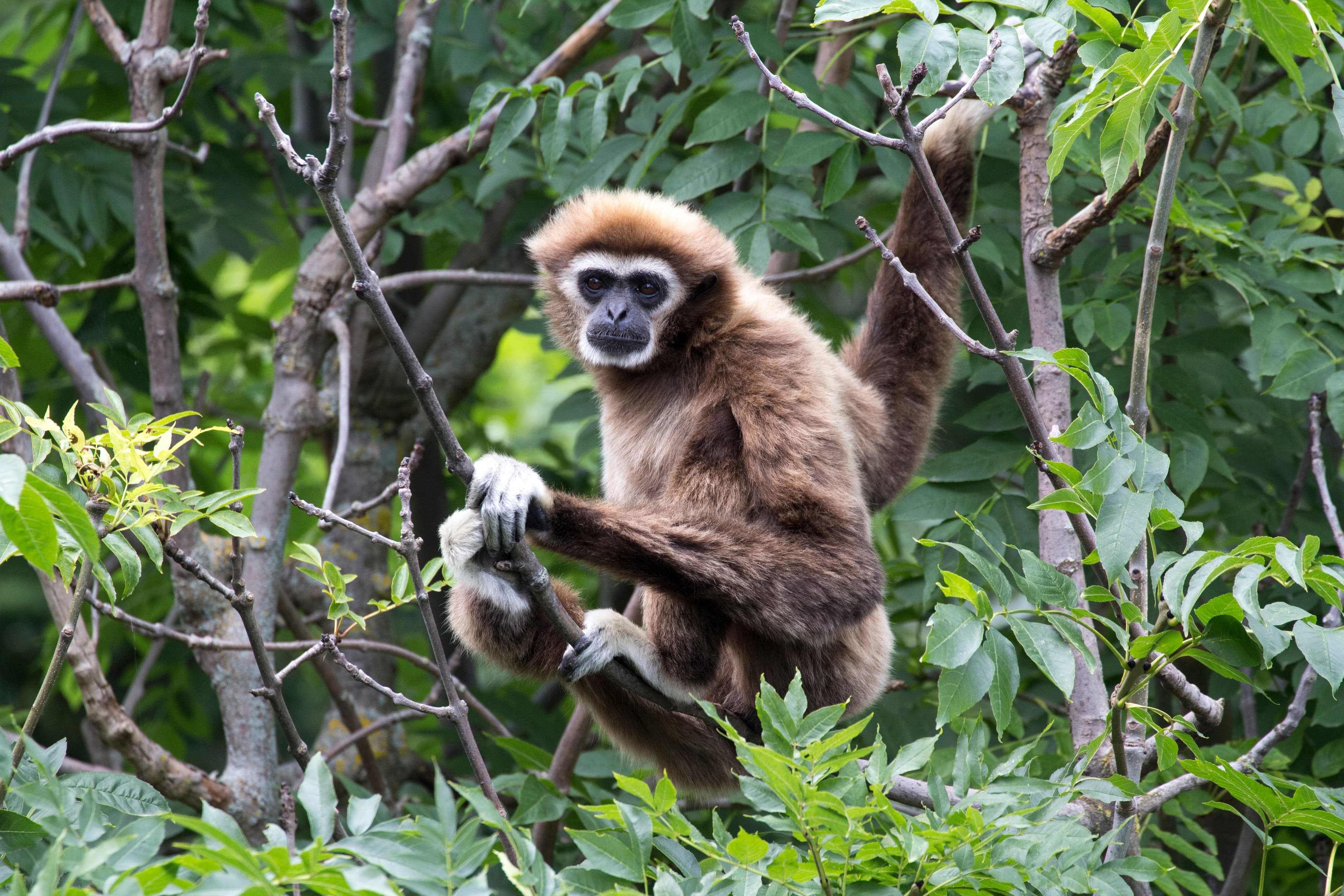 Gibbon à mains blanches dans les arbres, au Parc Animalier d’Auvergne