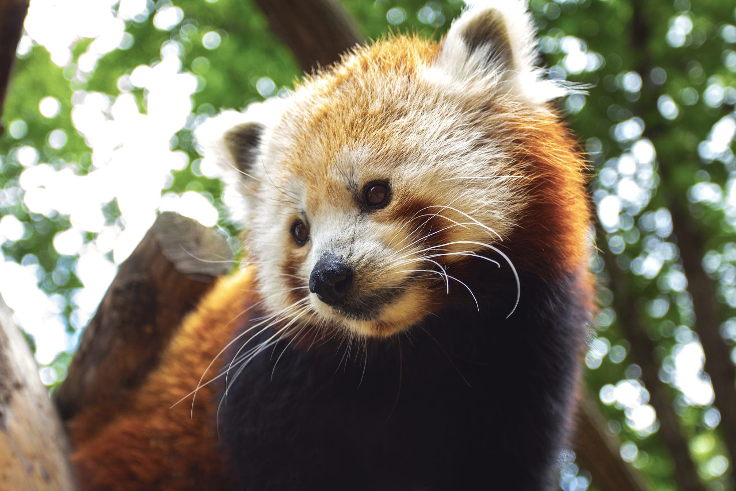 Panda roux au regard curieux, au Parc Animalier d’Auvergne