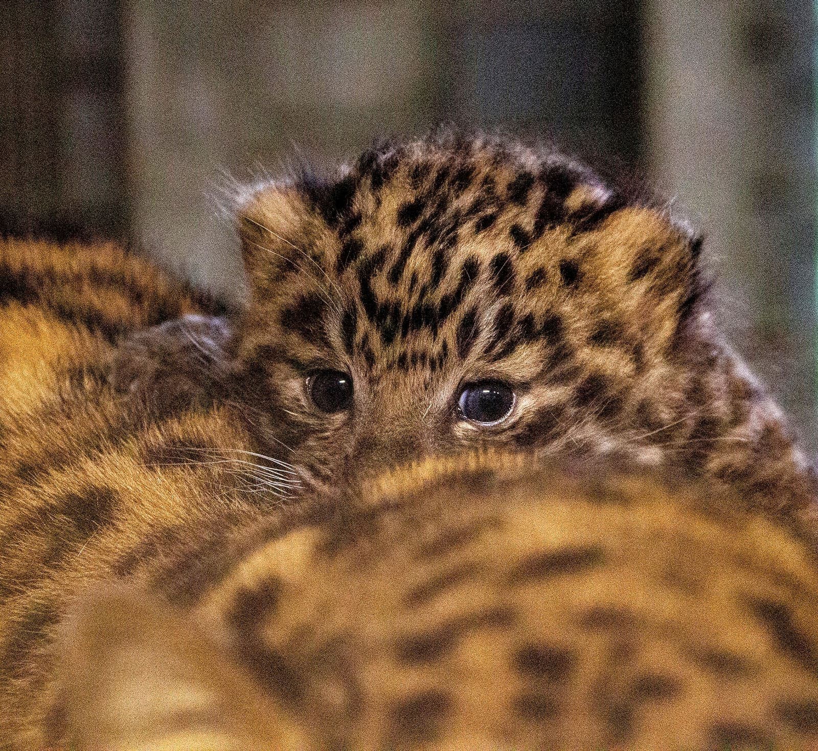 Petit de panthère blotti contre sa mère, au Parc Animalier d’Auvergne