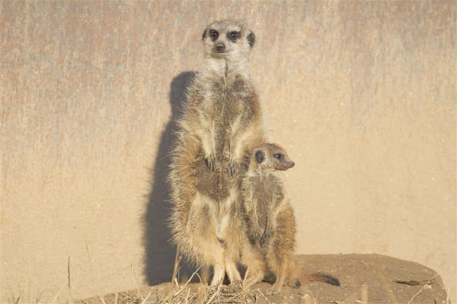Suricates dressés sur leurs pattes arrière, au Parc Animalier d’Auvergne
